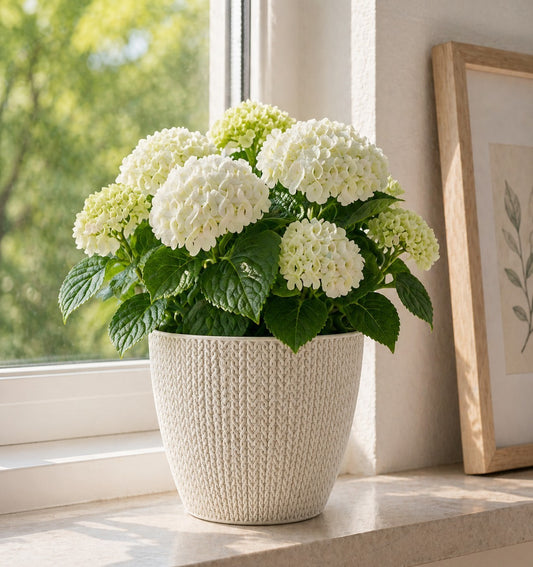 5x Blumentöpfe Altweiß Ø 17,3 x 15,3 cm - 2,5 L Pflanztopf Übertopf Blumentopf