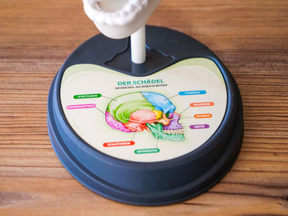 Clementoni 59221 Galileo Lab – Verrückte Anatomie, Modell des menschlichen Schädels, Bestandteile des Gehirns zum Entdecken, Medizin & Biologie für Kinder ab 8 Jahren